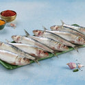 Sardine 500g